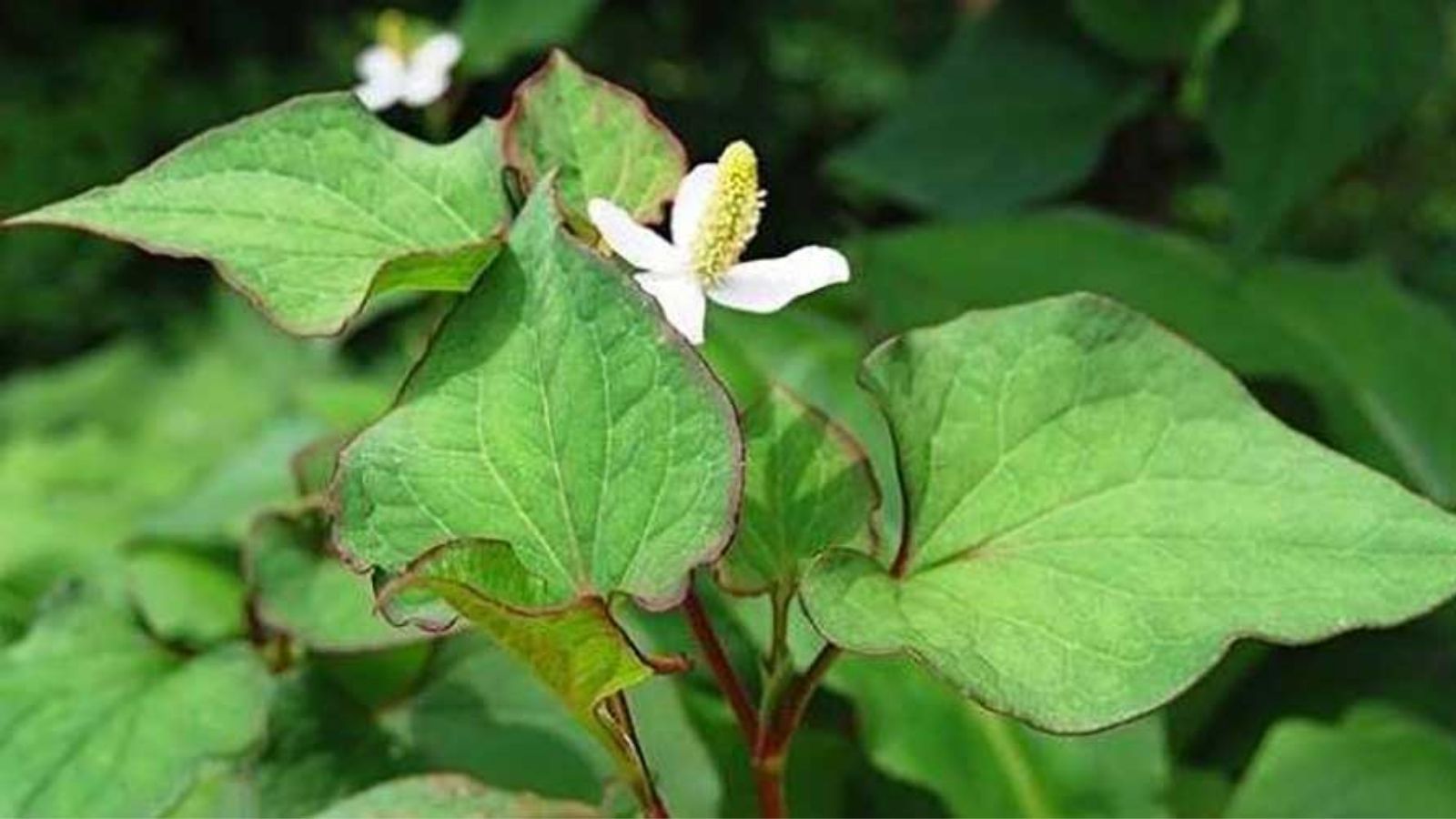 thuoc-nam-chua-vien-mao-tinh-hoan