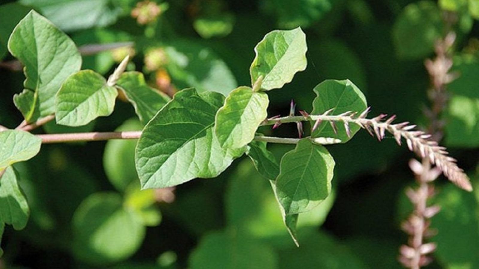 thuoc-nam-dieu-tri-mo-mau-cao