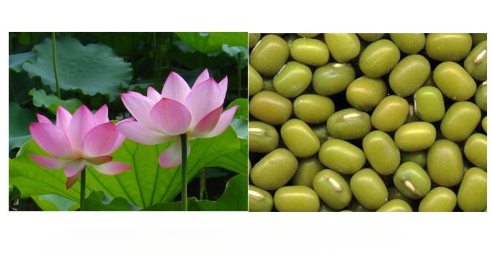 thuoc-nam-dieu-tri-mo-mau-cao