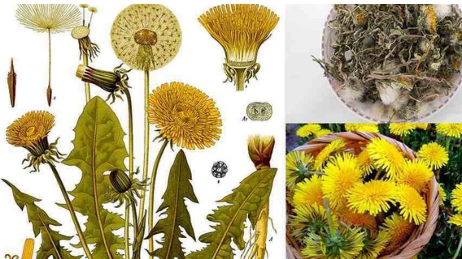 thuoc-nam-dieu-tri-mo-mau-cao