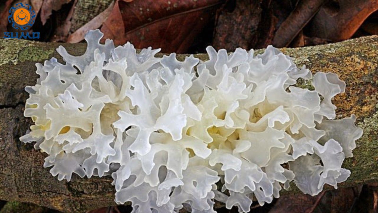 thuoc-nam-dieu-tri-mo-mau-cao