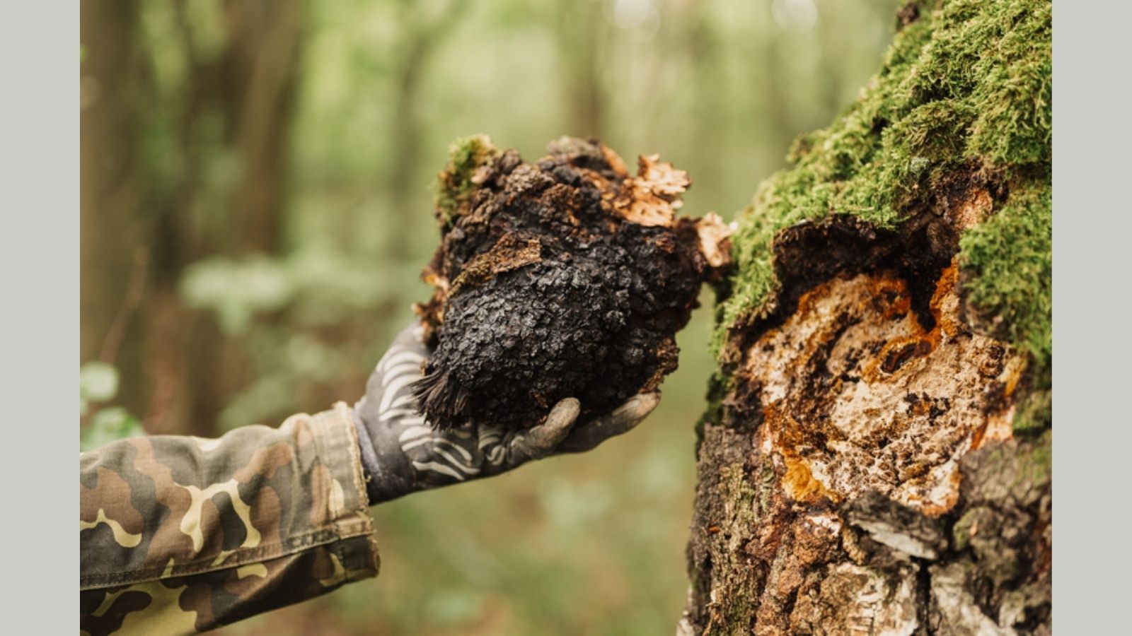 thuoc-nam-thao-duoc-giam-can-tan-mo-nam