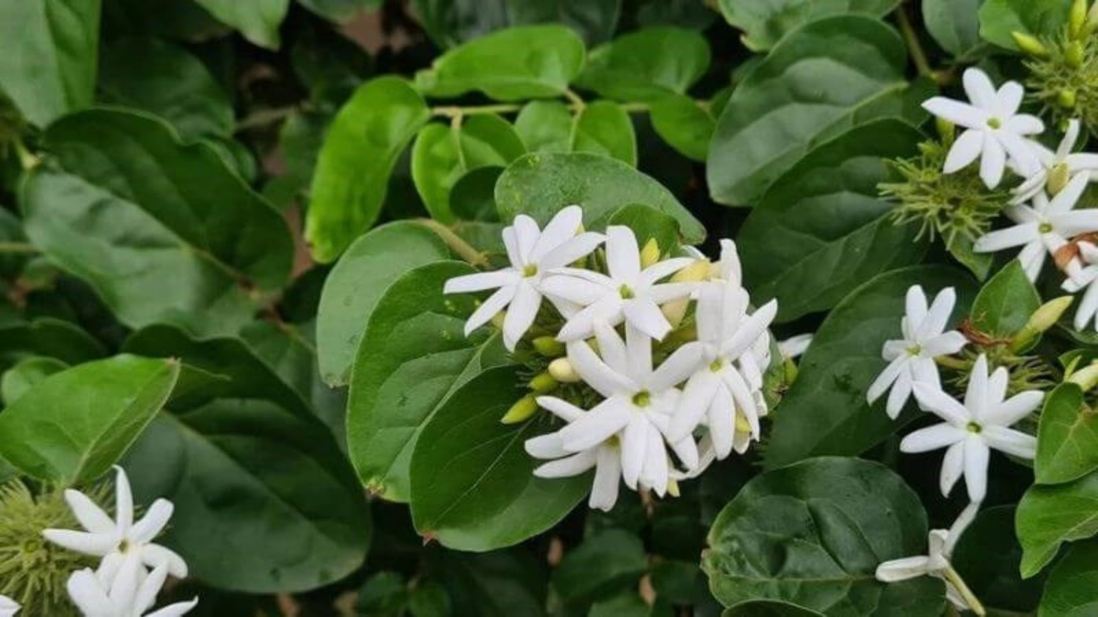 thuoc-nam-thao-duoc-giam-can-tan-mo-nam