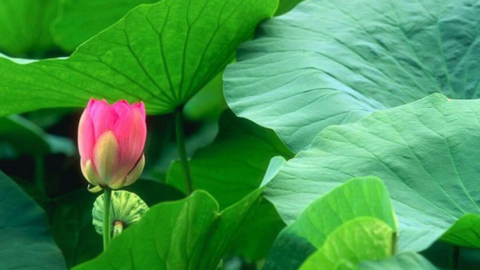 thuoc-nam-thao-duoc-giam-can-tan-mo-nam