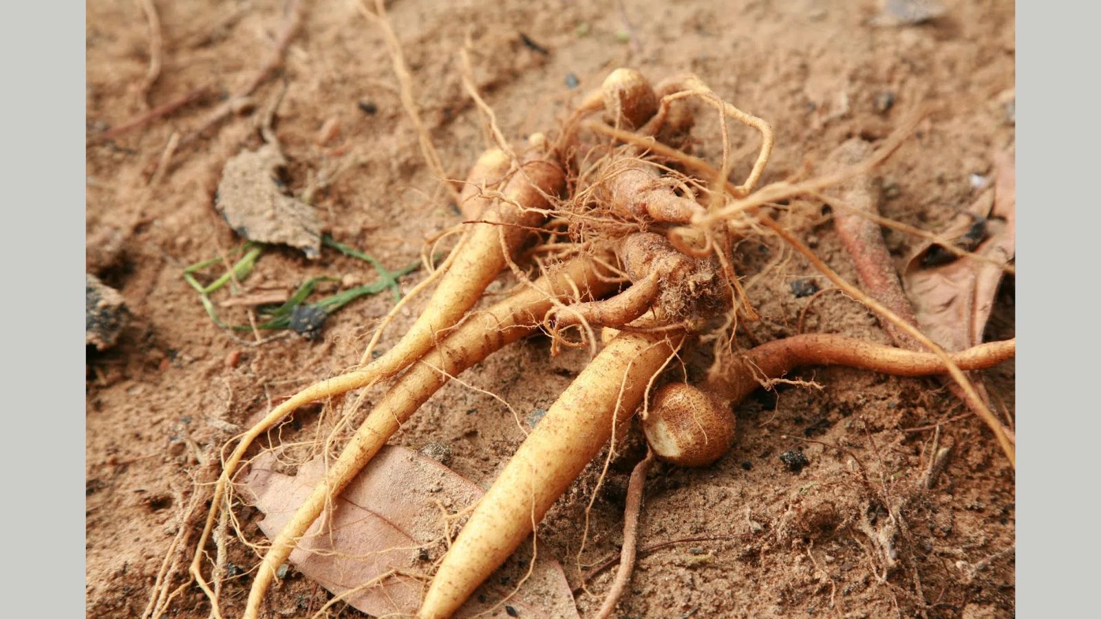 thuoc-nam-thao-duoc-giam-can-tan-mo-nam