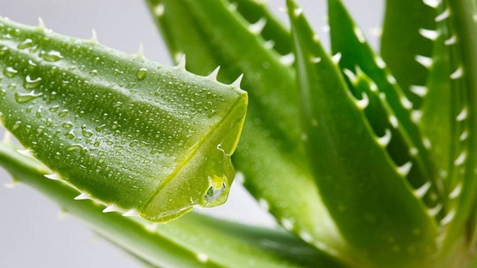 thuoc-nam-tri-mun-rop-sinh-duc-1