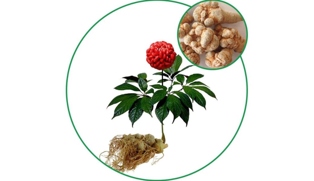 bai-thuoc-dan-gian-chua-thieu-mau-nao