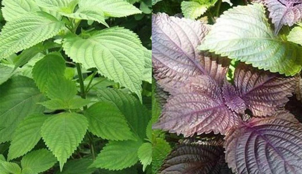 bai-thuoc-dan-gian-tri-ap-xe-hau-mon