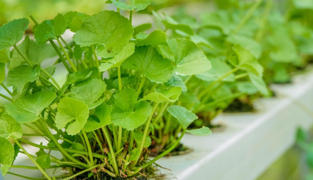 cay-thuoc-nam-chua-nhiet-mieng