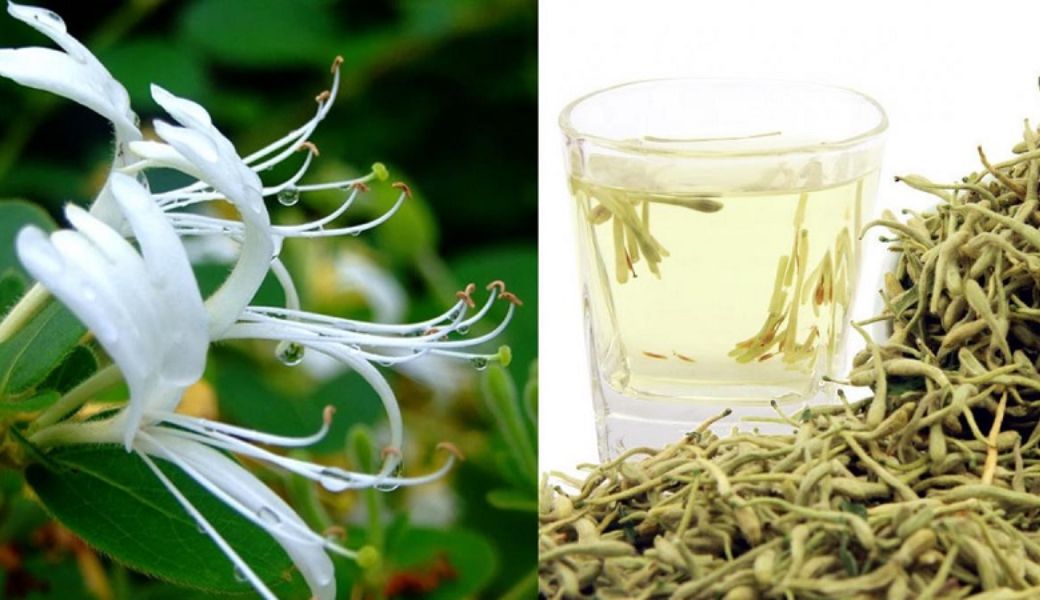 cay-thuoc-nam-chua-nhiet-mieng