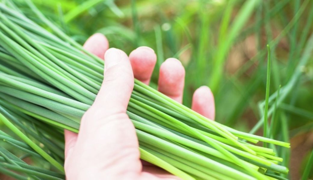 cay-thuoc-nam-chua-nhiet-mieng