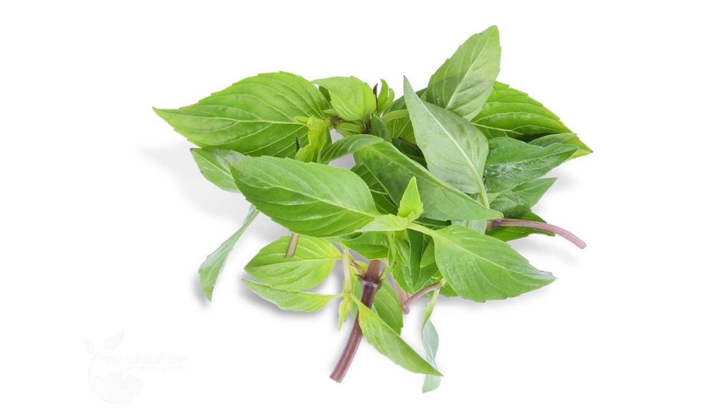 cay-thuoc-nam-chua-nhiet-mieng