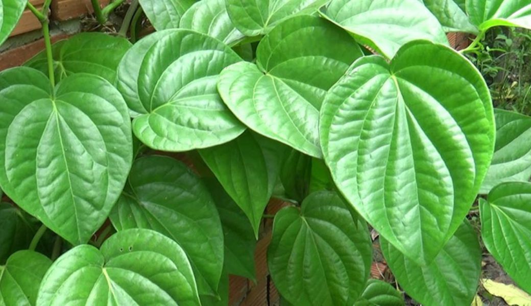 cay-thuoc-nam-chua-nhiet-mieng