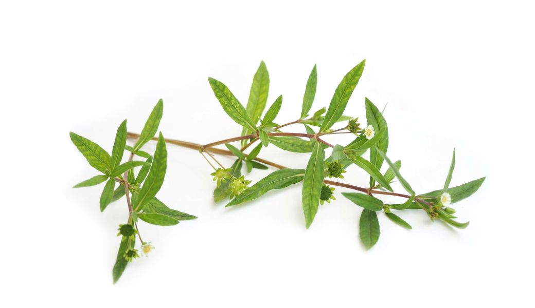 chua-di-ung-co-dia-bang-thuoc-nam