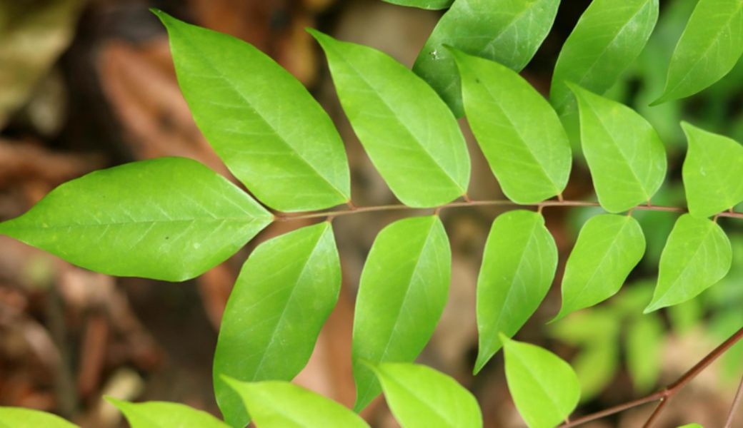 chua-di-ung-co-dia-bang-thuoc-nam