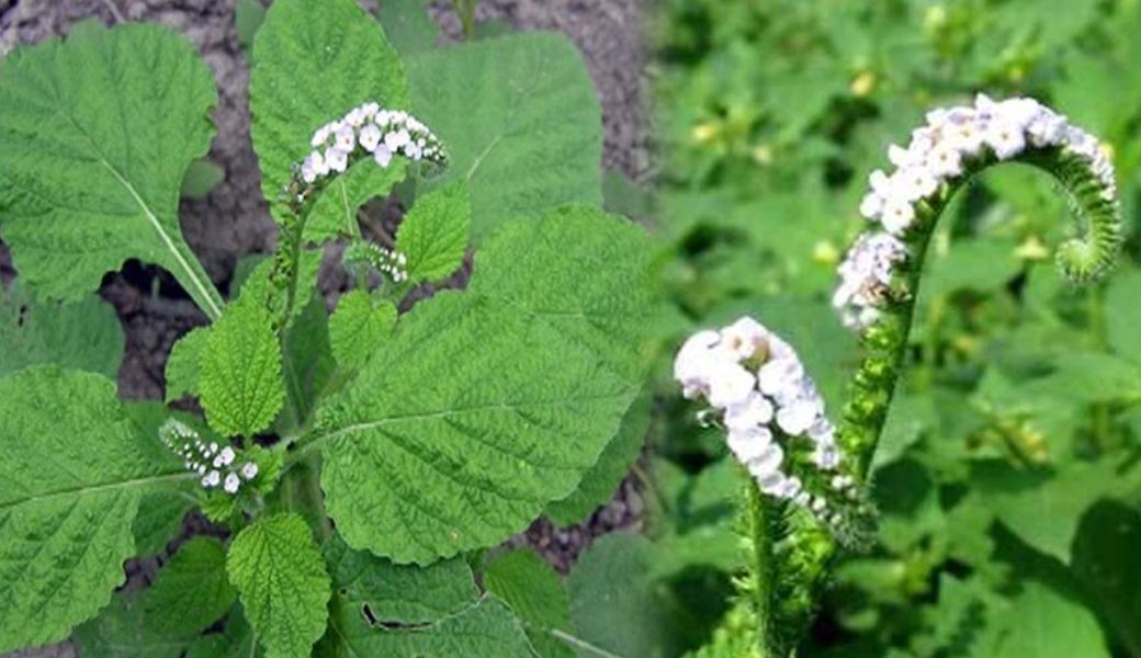 chua-di-ung-co-dia-bang-thuoc-nam