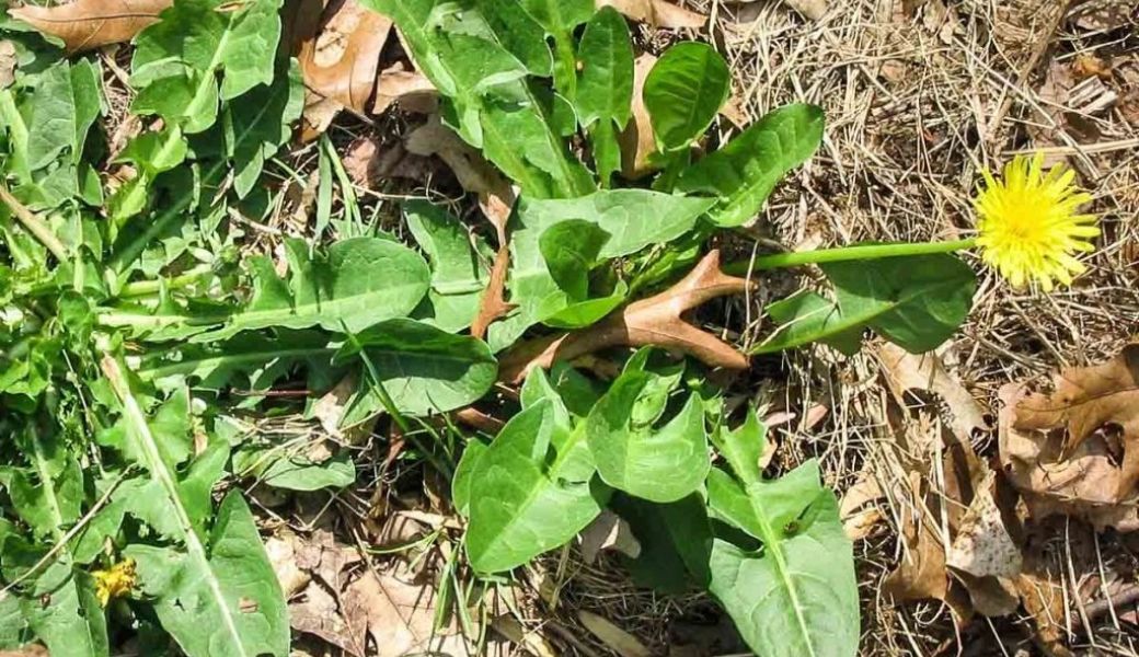 thuoc-nam-chua-it-sua