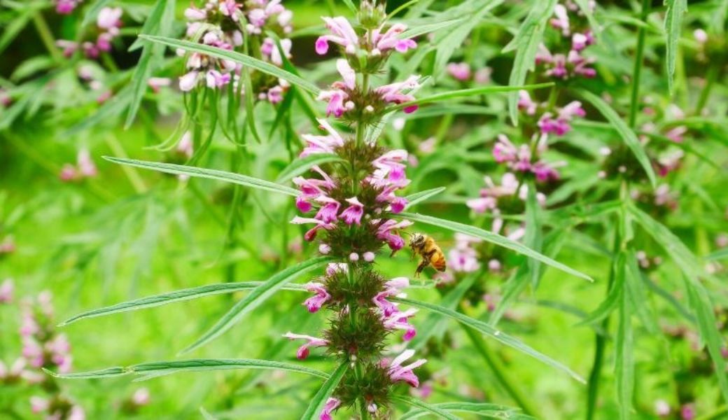 thuoc-nam-chua-it-sua