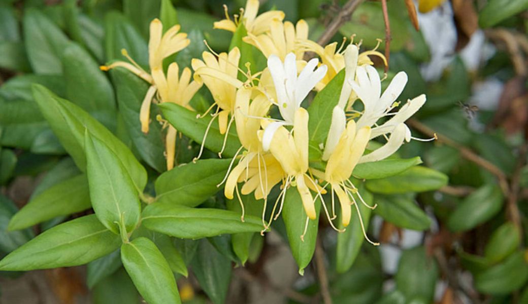 thuoc-nam-chua-thuy-dau