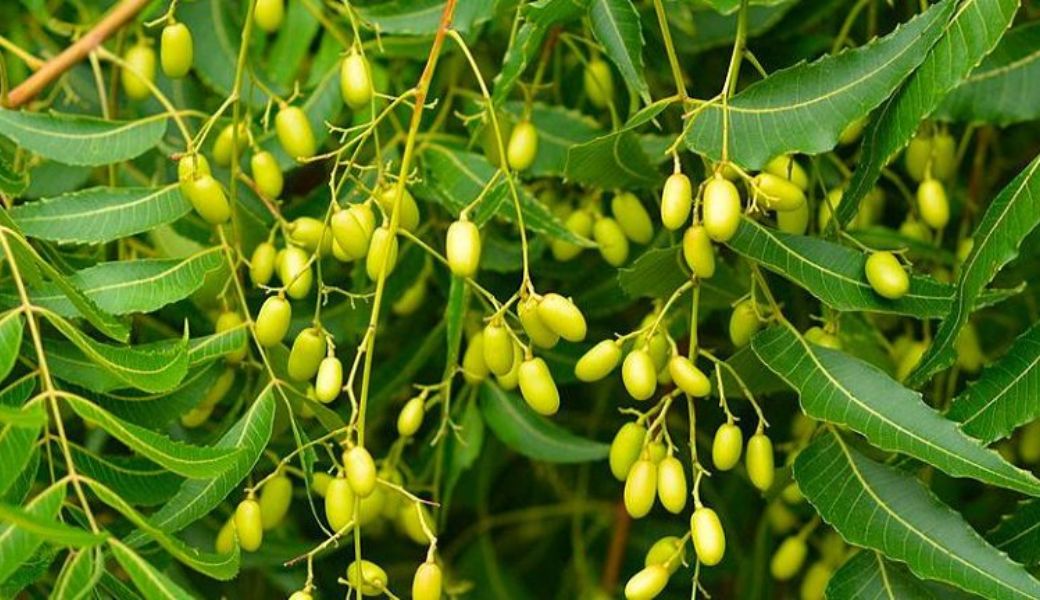 thuoc-nam-chua-thuy-dau