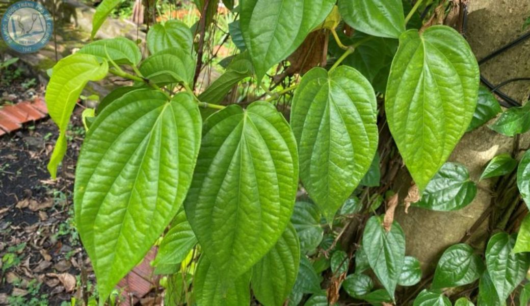 thuoc-nam-chua-thuy-dau