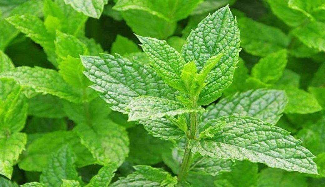 thuoc-nam-chua-thuy-dau