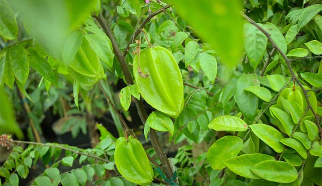 thuoc-nam-chua-thuy-dau