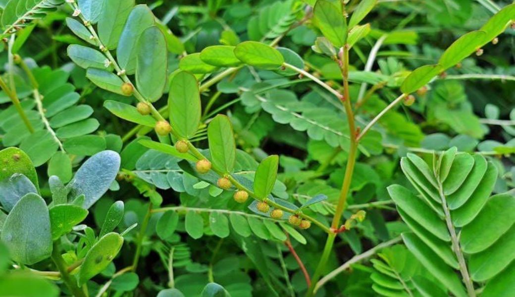 thuoc-nam-co-chua-duoc-viem-gan-b-khong