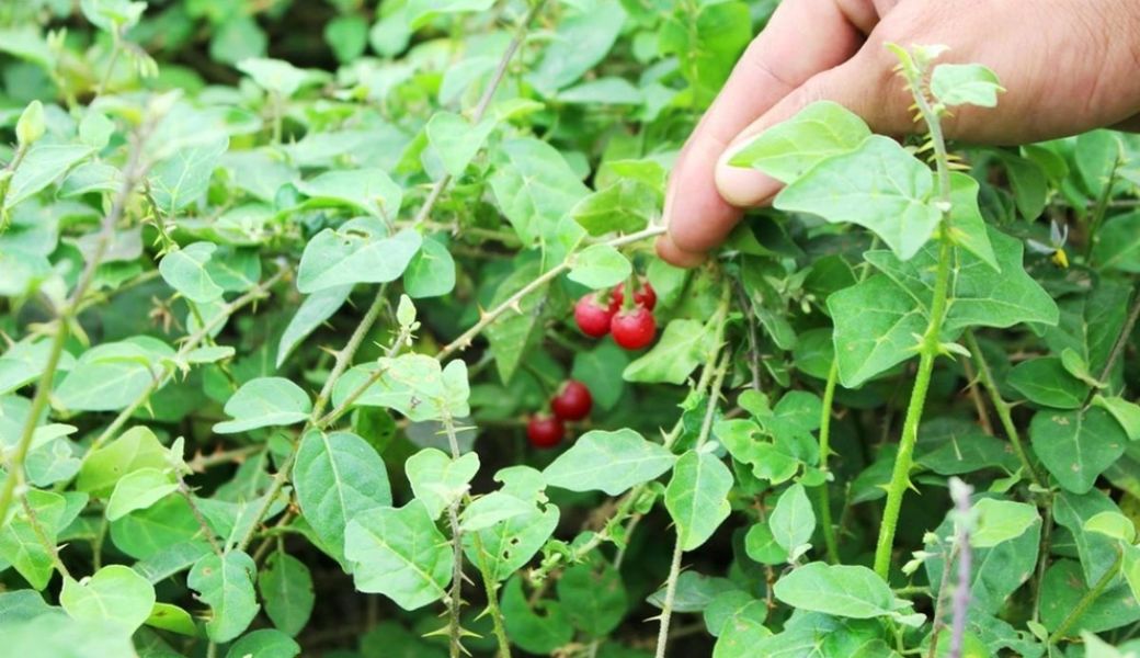 thuoc-nam-co-chua-duoc-viem-gan-b-khong