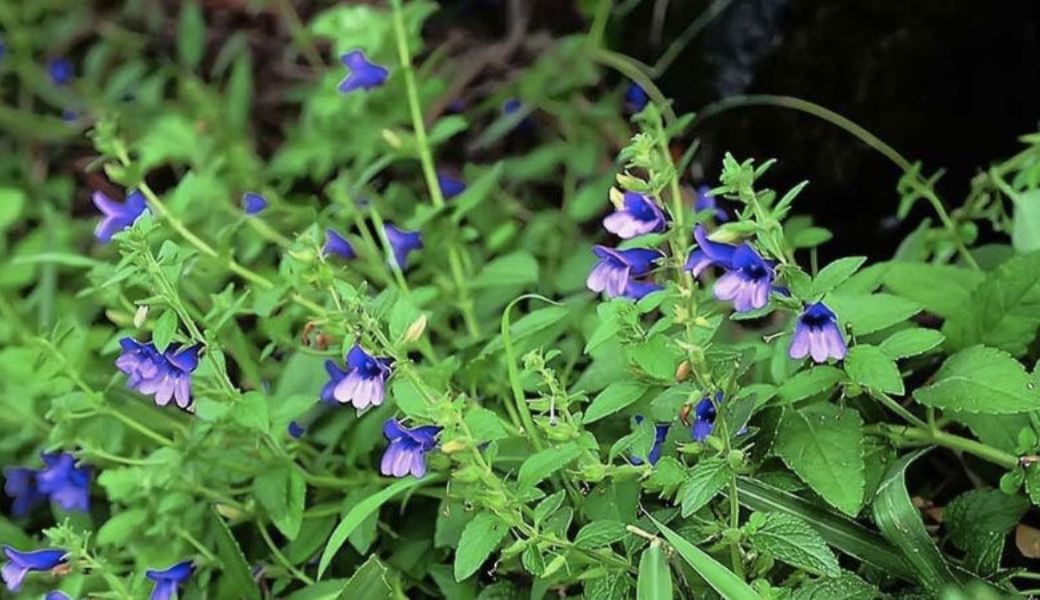 thuoc-nam-co-chua-duoc-viem-gan-b-khong