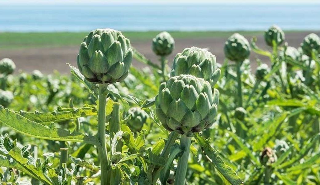 thuoc-nam-co-chua-duoc-viem-gan-b-khong