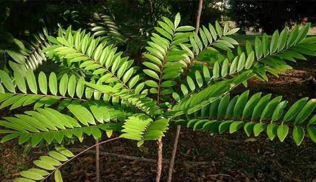 thuoc-nam-co-chua-duoc-viem-gan-b-khong