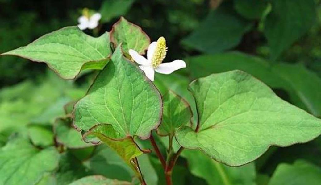 thuoc-nam-thai-doc-co-the