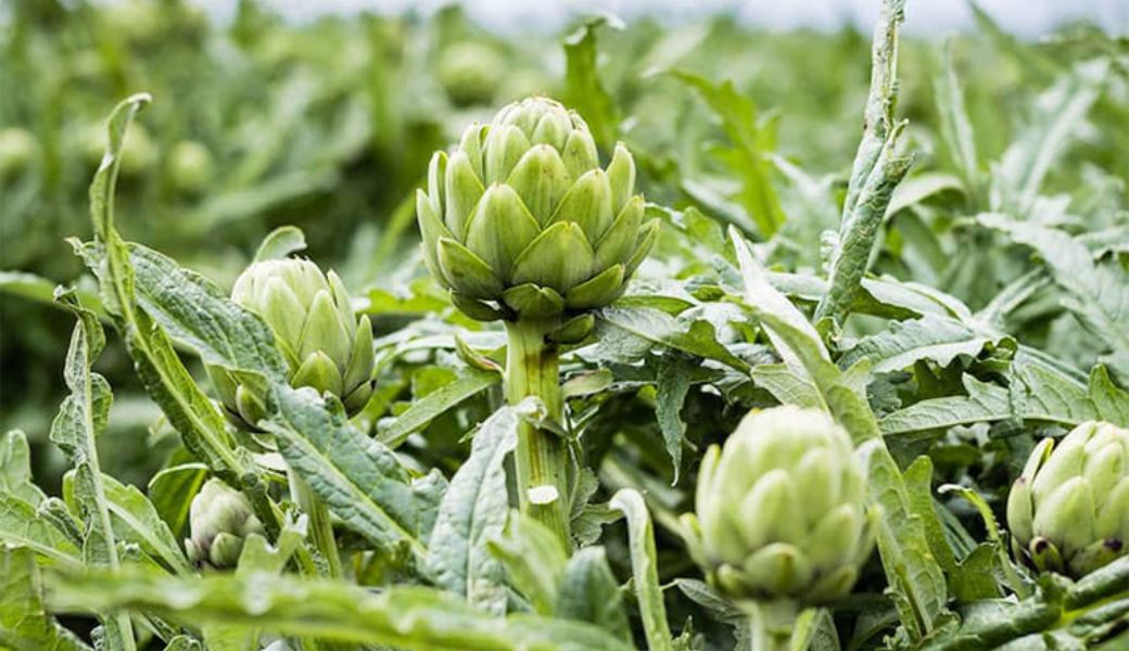 thuoc-nam-thai-doc-co-the