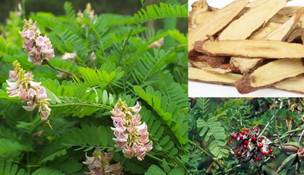 thuoc-nam-thai-doc-co-the