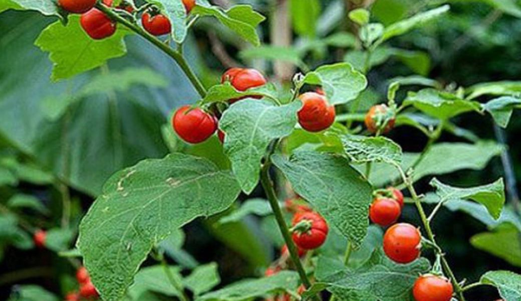 thuoc-nam-tri-nong-trong-nguoi