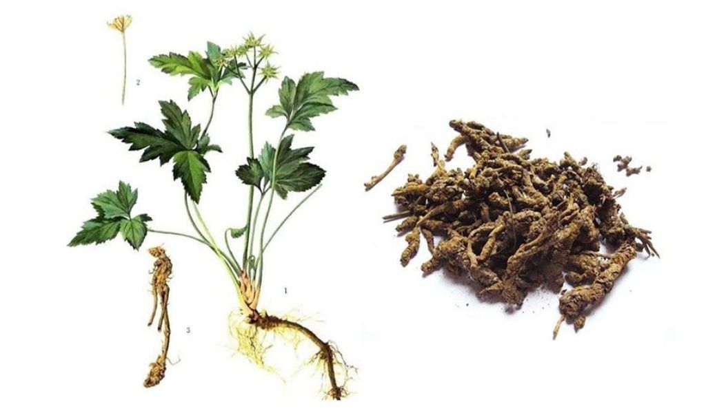 thuoc-nam-tri-nong-trong-nguoi