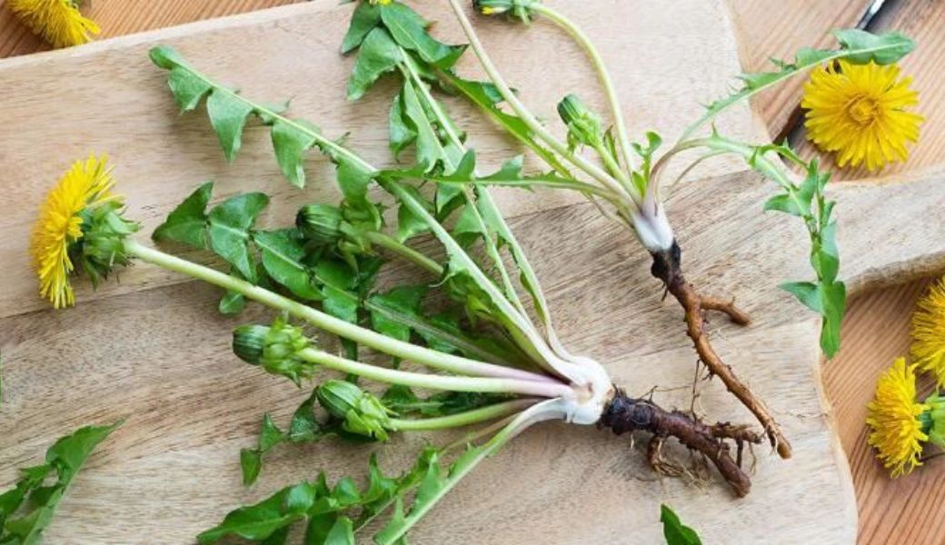 thuoc-nam-tri-nong-trong-nguoi