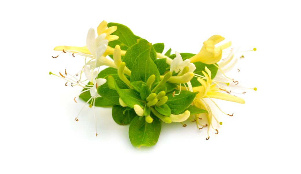 thuoc-nam-tri-nong-trong-nguoi