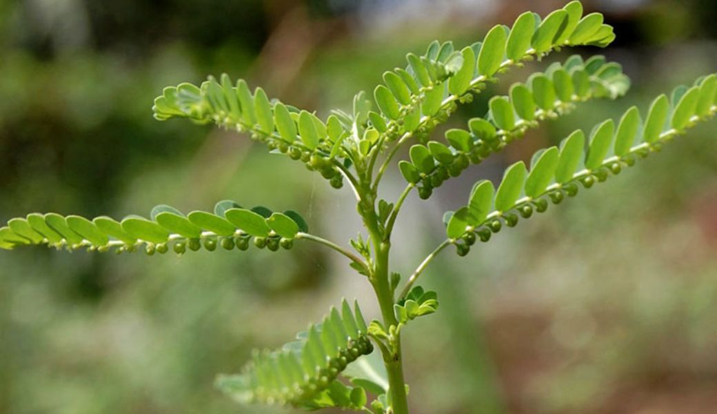 thuoc-nam-tri-nong-trong-nguoi