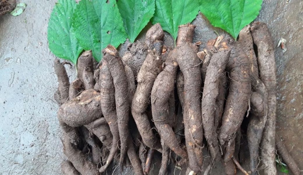 cay-cu-gai-chua-vo-sinh