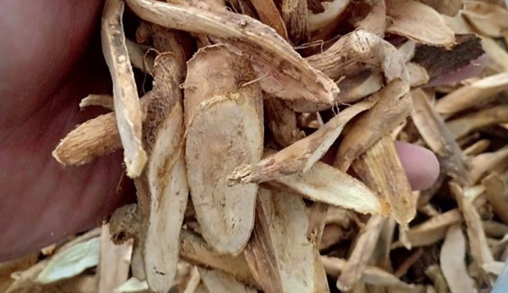 cay-cu-gai-chua-vo-sinh