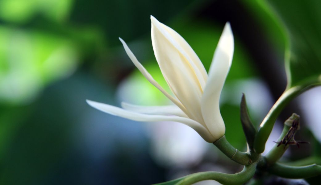 hoa-ngoc-lan-chua-vo-sinh