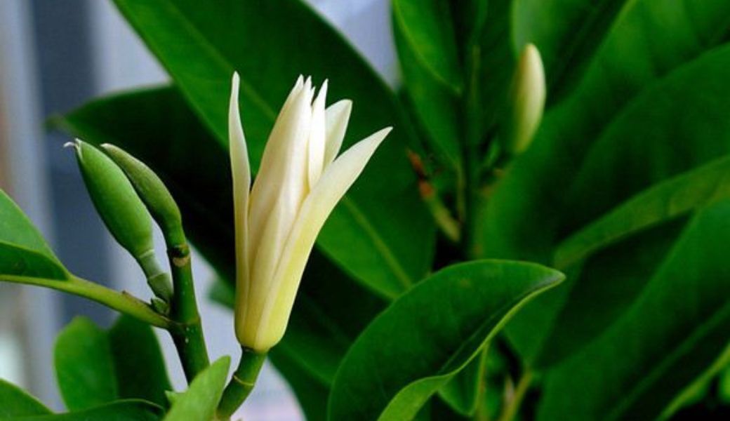 hoa-ngoc-lan-chua-vo-sinh