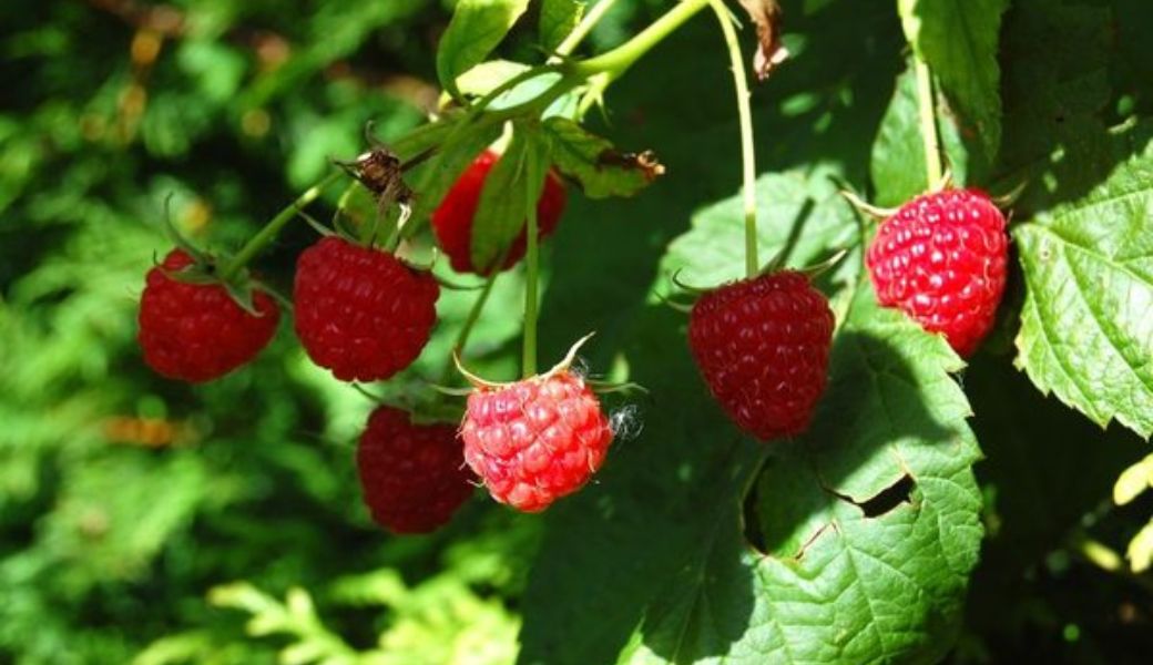 la-mam-xoi-chua-vo-sinh