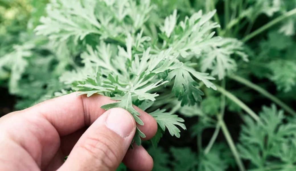 ngai-cuu-chua-hiem-muon