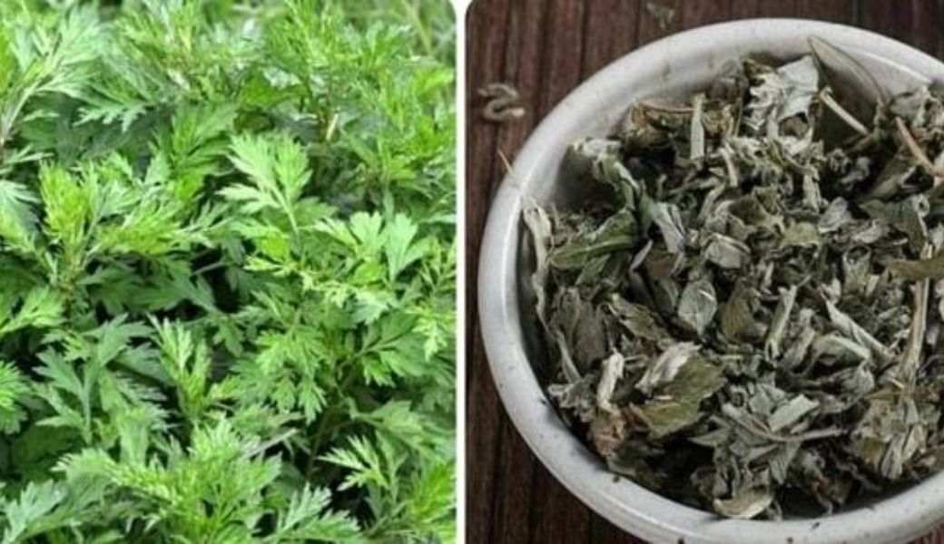 ngai-cuu-chua-hiem-muon