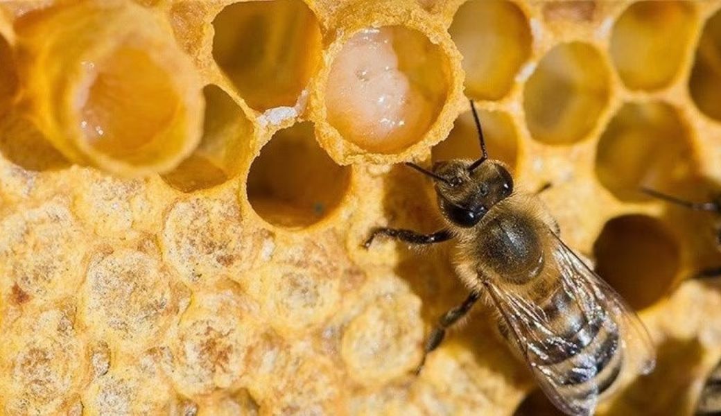 sua-ong-chua-chua-vo-sinh