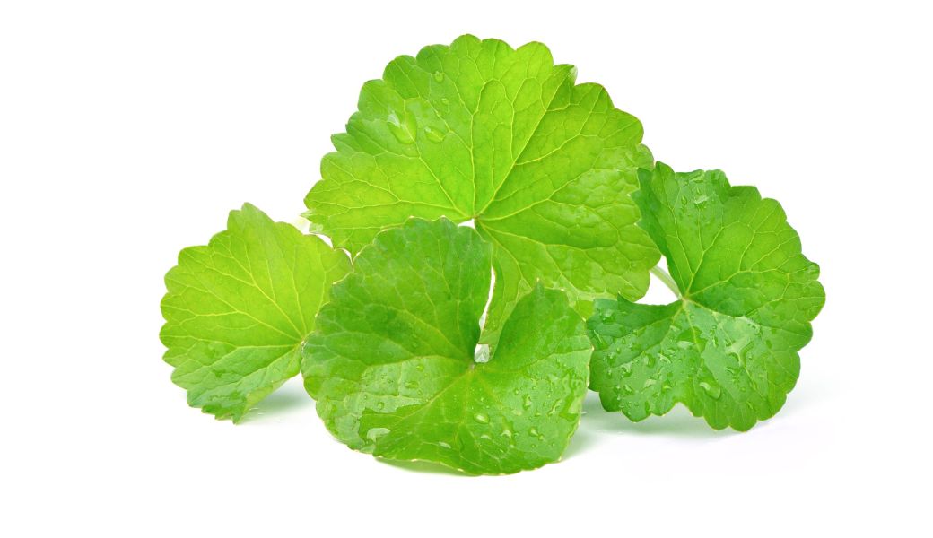 cay-huoc-nam-chua-benh-thuong-han