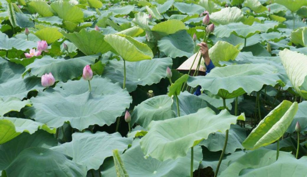 cay-huoc-nam-chua-benh-thuong-han